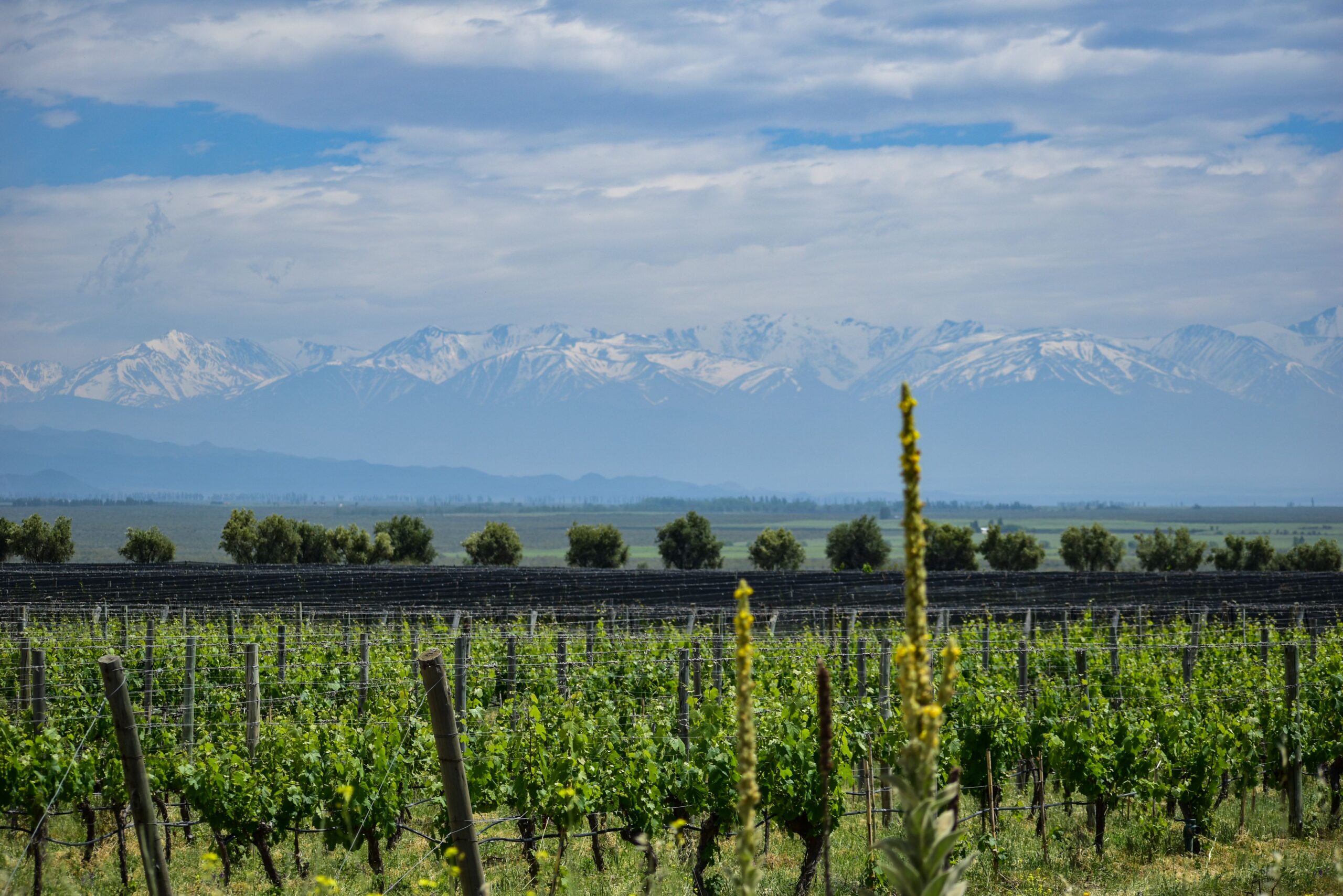 Viticultura de Precisión en Mendoza